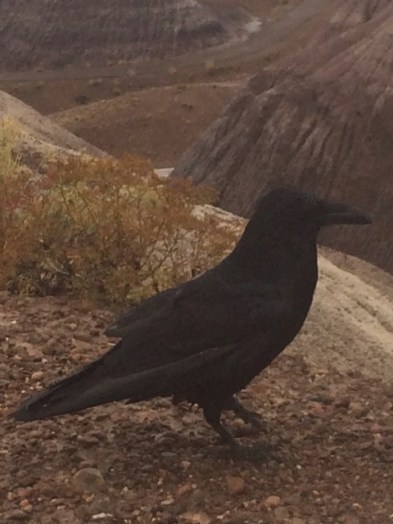 1.1446666346.park-maintenance-worker-painted-desert-az